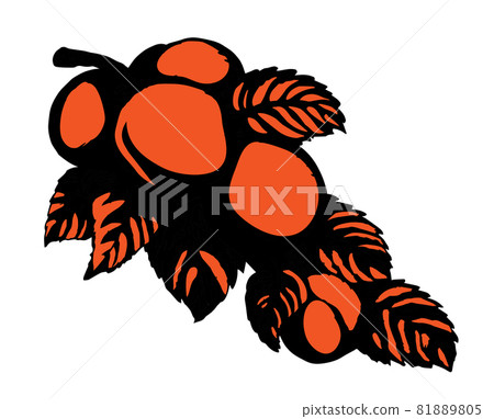 Branch with apricots. Vector drawing Branch with apricots. Vector drawing 81889805
