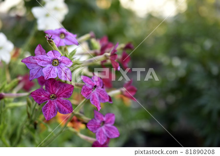 Red and white flowers of sweet tobacco Nicotiana sanderae in the garden Red and white flowers of sweet tobacco Nicotiana sanderae in the garden 81890208