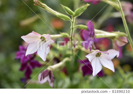 Red and white flowers of sweet tobacco Nicotiana sanderae in the garden 81890210
