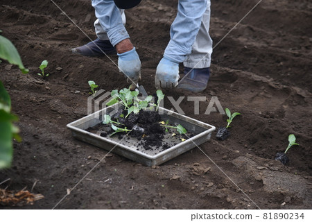 西蘭花種植/秋耕景觀 81890234