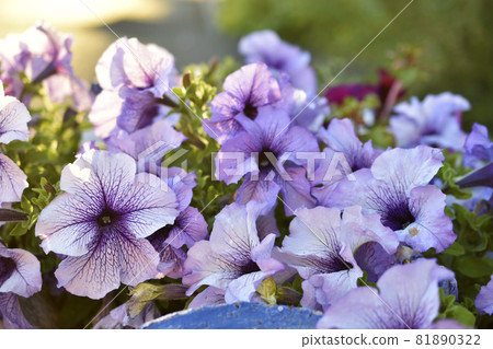 Large petunia flowers on a flower bed in the evening 81890322