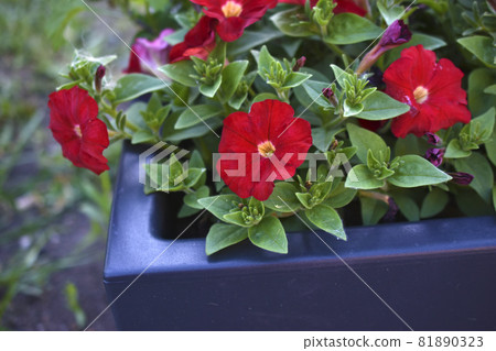Large petunia flowers on a flower bed in the evening Large petunia flowers on a flower bed in the evening 81890323