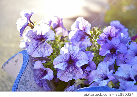 Large petunia flowers on a flower bed in the evening Large petunia flowers on a flower bed in the evening 81890324