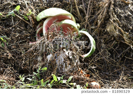 Garbage pit with food waste in the garden Garbage pit with food waste in the garden 81890329