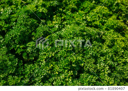 Curly Parsley grows in the garden. Spicy herb Petroselinum crispum for nutrition, use in alternative medicine and cosmetology, green background Curly Parsley grows in the garden. Spicy herb Petroselinum crispum for nutrition, use in alternative medicine and cosmetology, green background 81890407