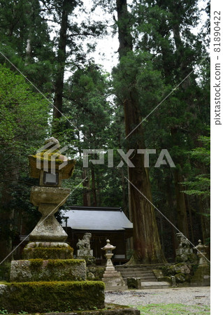 [Nara] Large cedar trees and lanterns at Ryuketsu Shrine 81890422