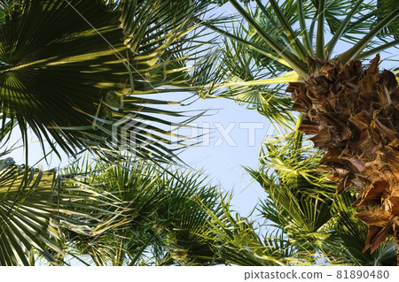 Palm tree crowns against blue sky. Bottom view on palm trees. Palm tree crowns against blue sky. Bottom view on palm trees. 81890480