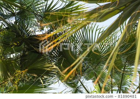 Palm tree crowns against blue sky. Bottom view on palm trees. Palm tree crowns against blue sky. Bottom view on palm trees. 81890481