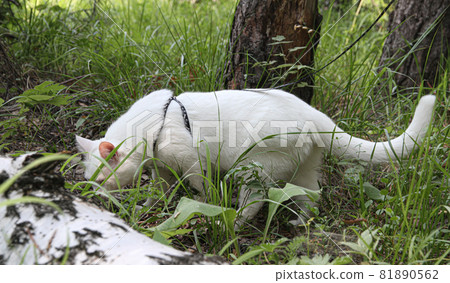 white cat with one eye on the walk 81890562