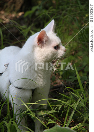white cat with one eye on the walk 81890567