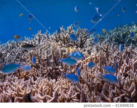 Coral and light curtain 81890638