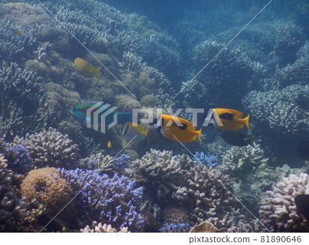 Coral and light curtain 81890646