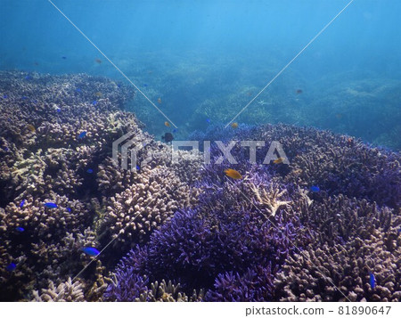 Coral and light curtain 81890647