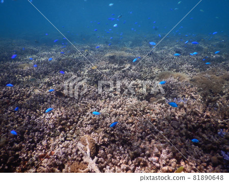 Coral and light curtain 81890648
