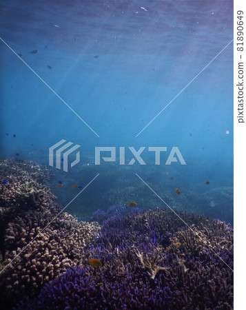 Coral and light curtain 81890649