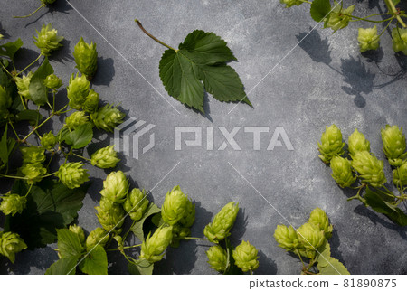 Hop branches on a gray background with space for text . The concept of beer production. Poster. 81890875