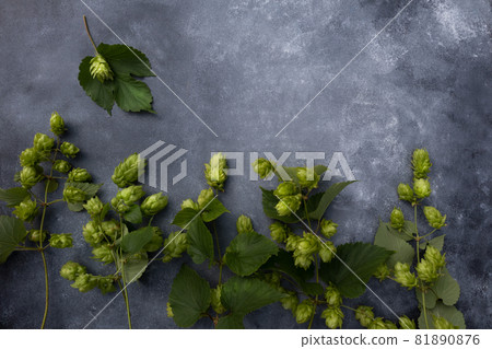 Hop branches on a gray background with space for text . The concept of beer production. Poster. 81890876