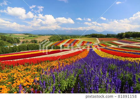 Multicolored Multicolored 81891158