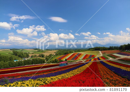 Multicolored 81891170