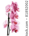 Decorative branch Pink orchid flower. Vector illustration 81892002