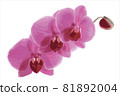 Decorative branch Pink orchid flower. Vector illustration 81892004