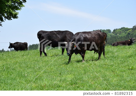 Cow Grazing Highland Farm 81892315