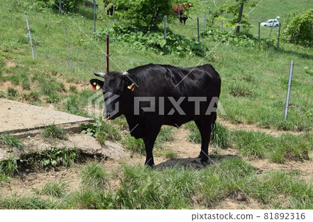 Cow Grazing Highland Farm 81892316
