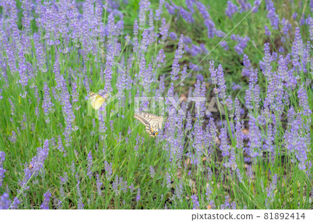 Lavender and swallowtail butterflies and cabbage white butterflies, lavender fields and butterflies, 81892414