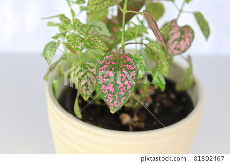 A multicolored polka dot plant in a white pot on a table A multicolored polka dot plant in a white pot on a table 81892467