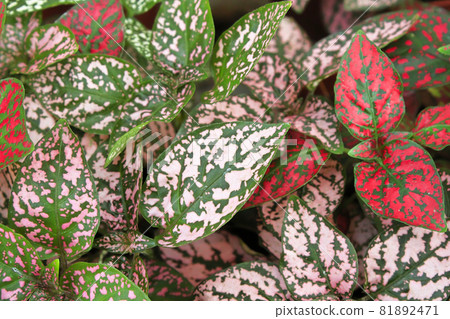 Various colored leaves in polka dot plants Various colored leaves in polka dot plants 81892471