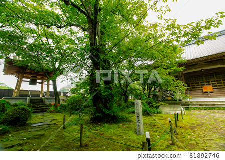 綠意盎然的法善寺 綠意盎然的法善寺 81892746