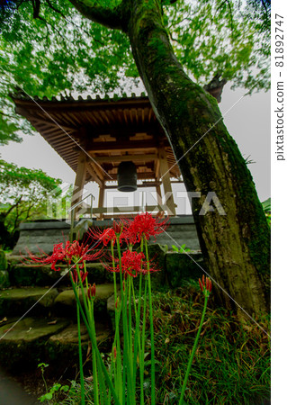 綠意盎然的法善寺 綠意盎然的法善寺 81892747