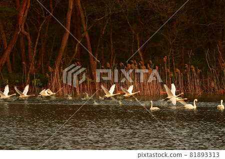 Murakami swan Murakami swan 81893313
