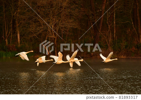 村上天鵝 81893317