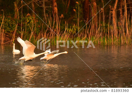 Murakami swan 81893360