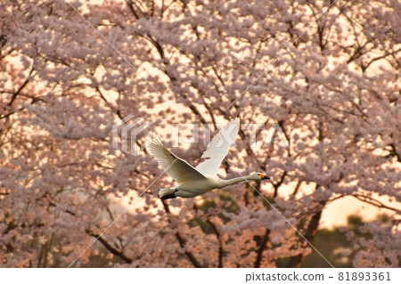 Murakami swan 81893361