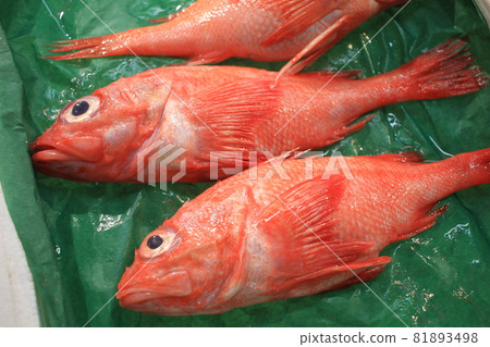 上等魚的絕妙的alfonsino 上等魚的絕妙的alfonsino 81893498