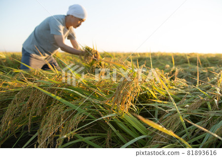Farmer harvesting rice 81893616