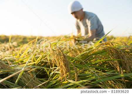 農民在看收穫前的水稻 農民在看收穫前的水稻 81893620