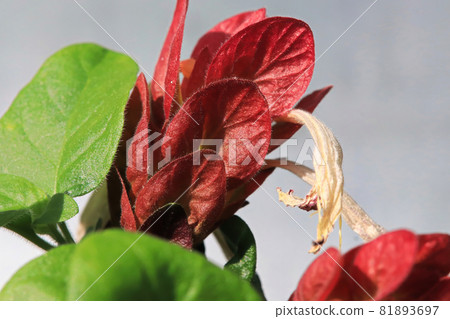 A wilted flower extend from red leaves on the Shrimp Plant A wilted flower extend from red leaves on the Shrimp Plant 81893697