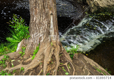 Tree on the river bank near the waterfall 81893714