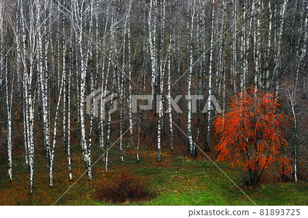 Birchwood in the fall Birchwood in the fall 81893725