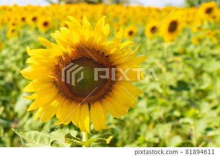 Beautiful yellow color sunflower in the agriculture farm background 81894611