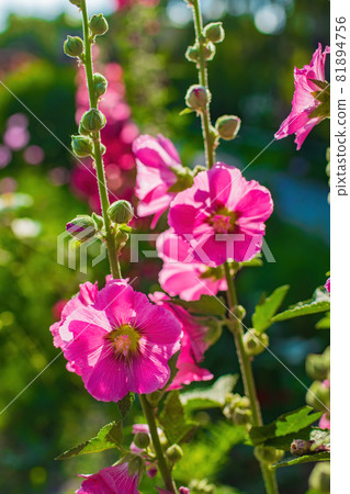 Bright crimson mallow flowers on a blurred background. Bright crimson mallow flowers on a blurred background. 81894756