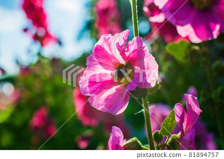 Bright crimson mallow flowers on a blurred background. 81894757