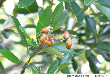 Lithocarpus edulis that bears fruit Lithocarpus edulis that bears fruit 81894894