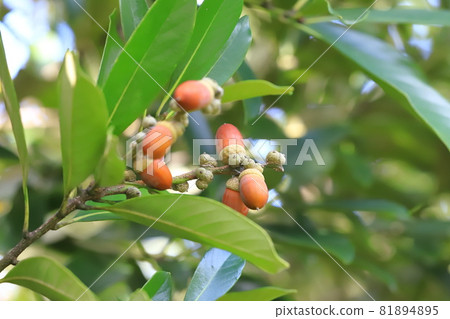 Lithocarpus edulis that bears fruit Lithocarpus edulis that bears fruit 81894895