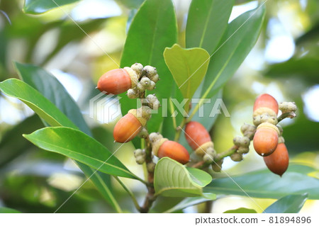 Lithocarpus edulis that bears fruit 81894896