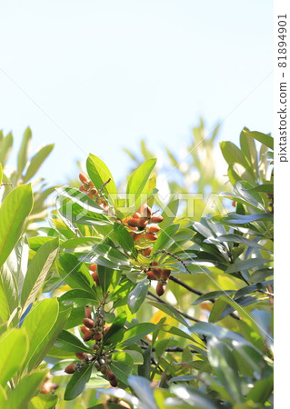 Lithocarpus edulis that bears fruit Lithocarpus edulis that bears fruit 81894901