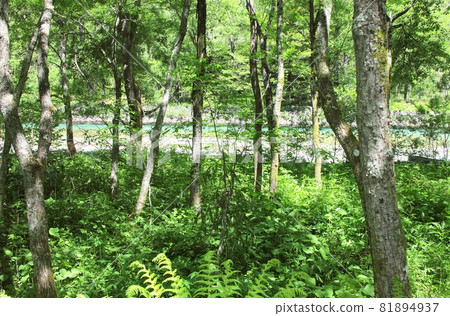 Shinshu Kamikochi, a fresh green forest that stretches along the Azusa River where sunlight shines through Shinshu Kamikochi, a fresh green forest that stretches along the Azusa River where sunlight shines through 81894937